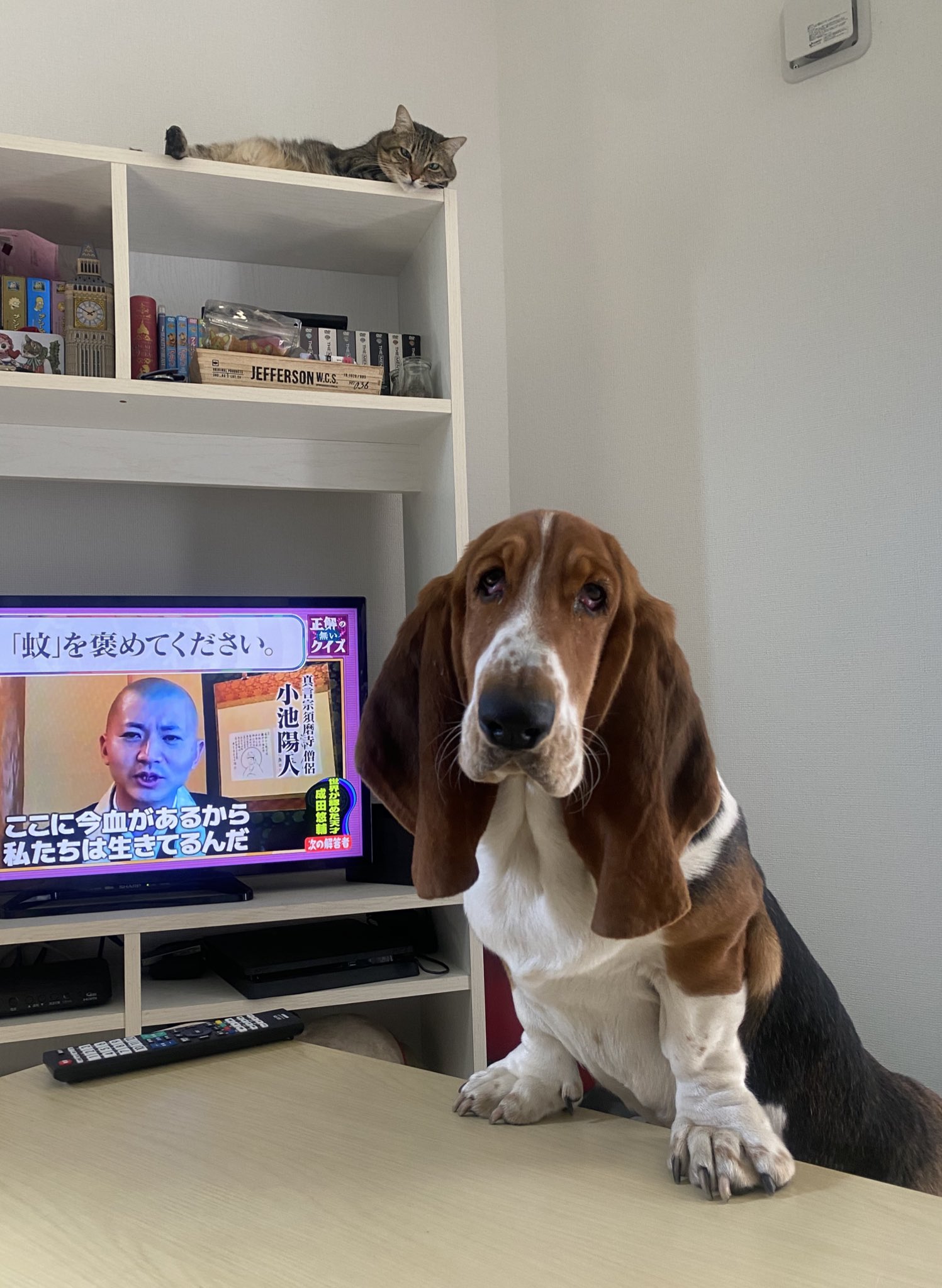 くまこ❤お作り 長月］ 散歩道に咲いていた 百日草のお花さん🌿💐 と クマちゃん