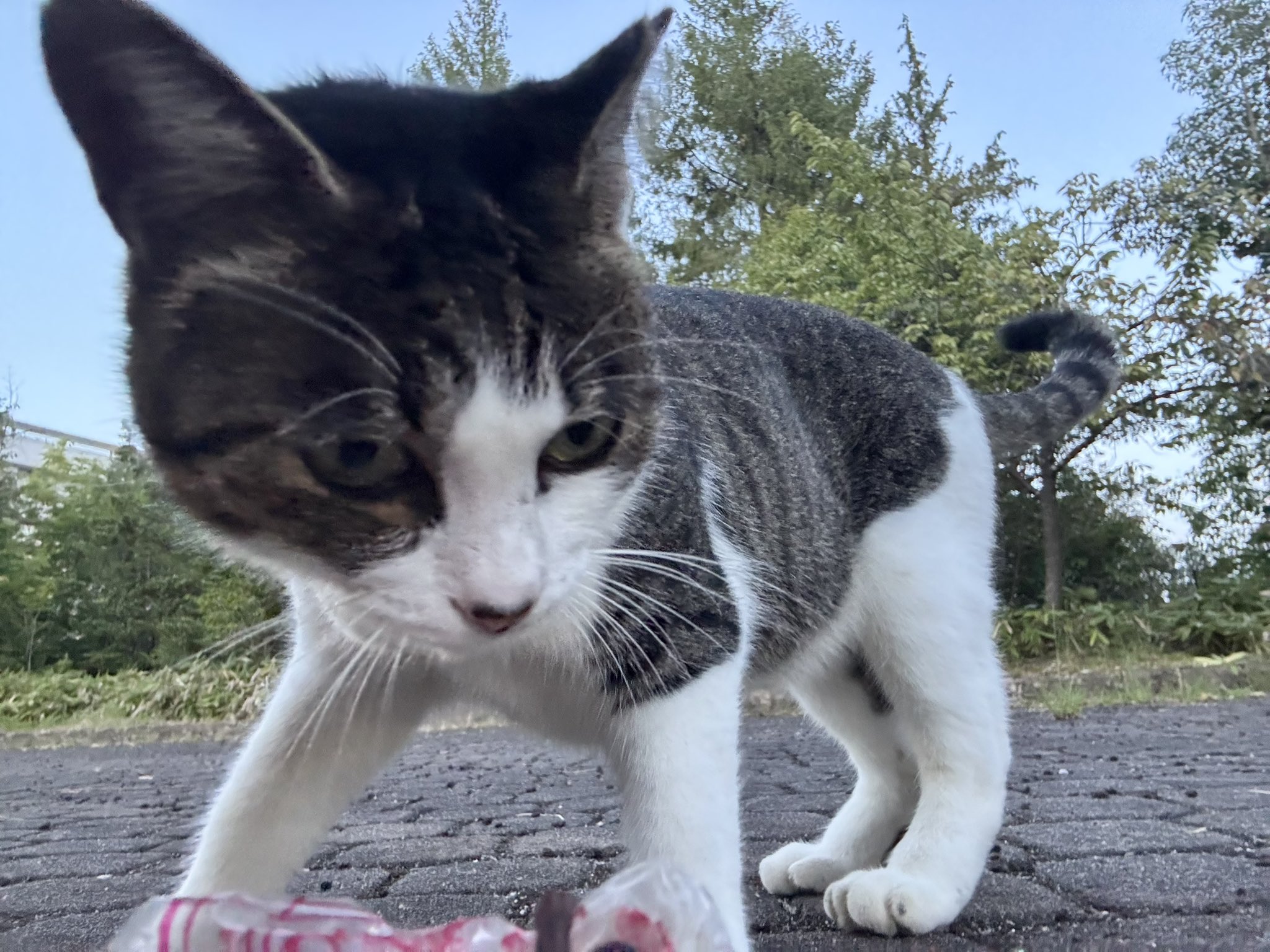 広島大学猫サークル ひろねこ Cat and Talk《公式》 on X