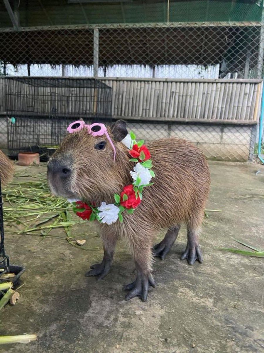 Capybaras tweet media