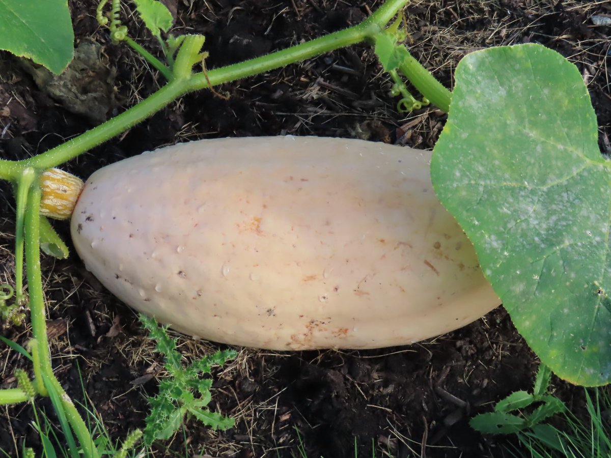saw a pumpkin called pink banana  #wherescharliedimmock #pinkbanana #happyhalloween