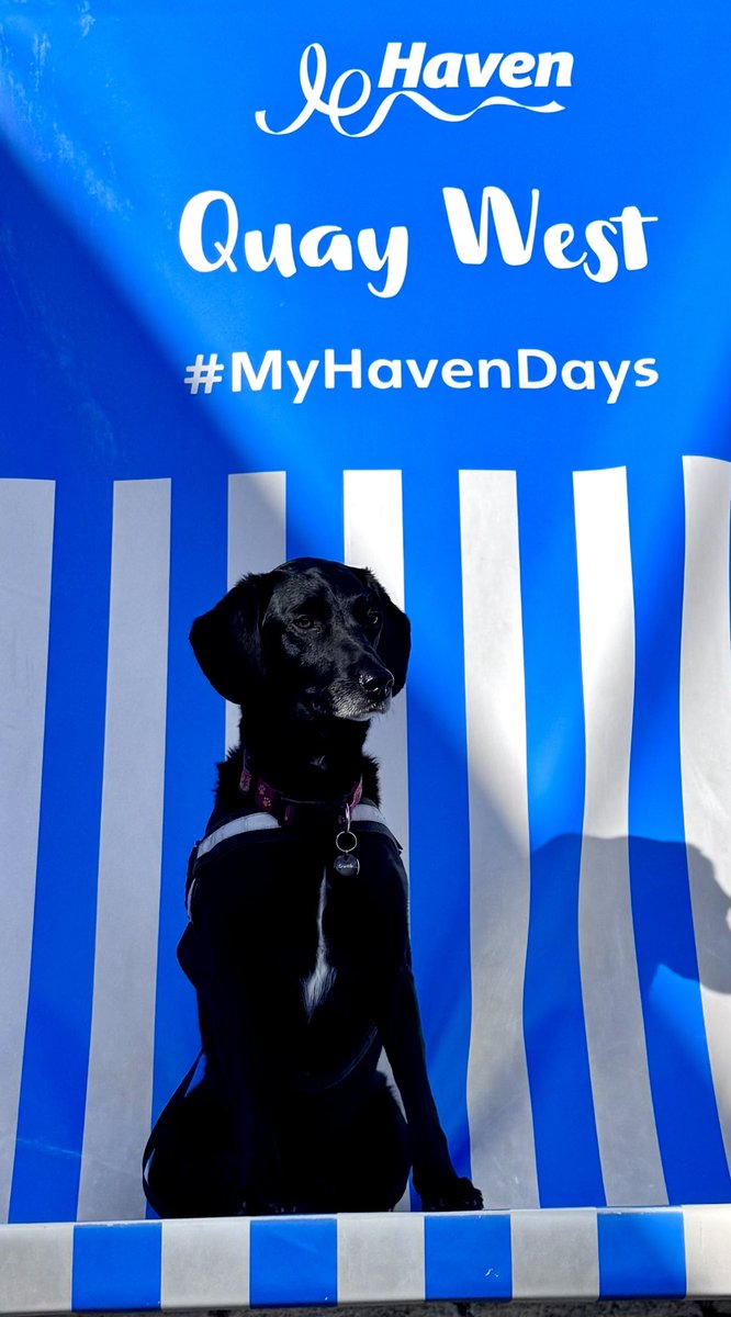 #MyHavenDays Éva our trusted Lab cross is deffo enjoying her holiday here at Haven Quay West ! Just taking 5 mins after walking up the hill lol