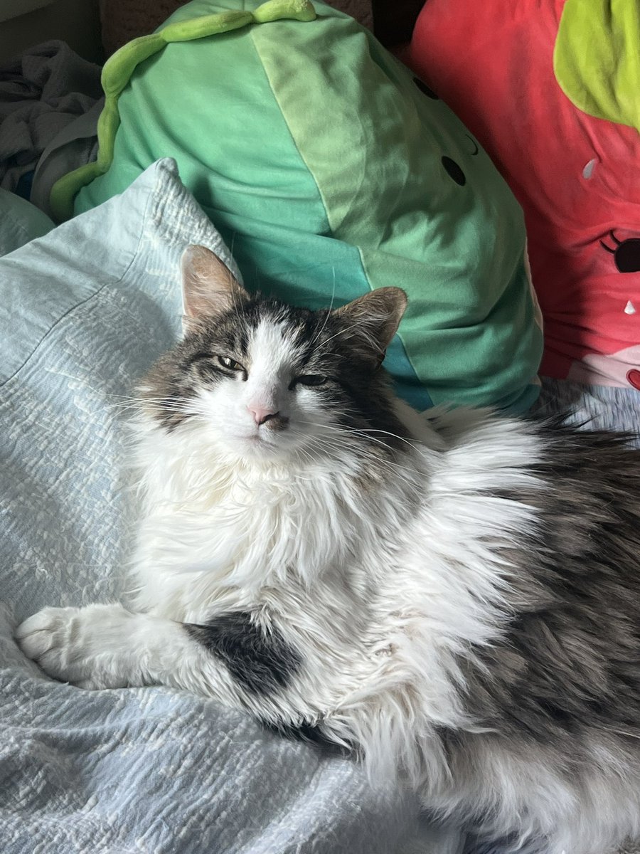 chewberts's tweet image. i want a cat from every state in my replies. this is chewy from indiana