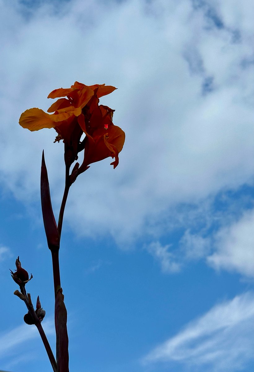 Happy #BlueTuesday my 📸
"If the sight of the blue skies fills you with joy, if a blade of grass springing up in the fields has power to move you, if the simple things of nature have a message that you understand, rejoice, for your soul is alive," says John Paul Caponigro.
This