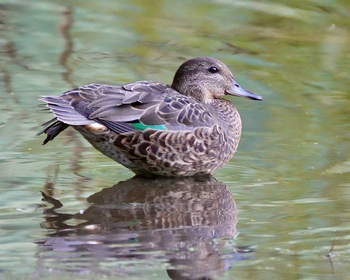 Green-winged Teal
This afternoon <a href="/CentralParkNYC/">Central Park</a>  Pool
#birdcpp
#birding
#birdwatching