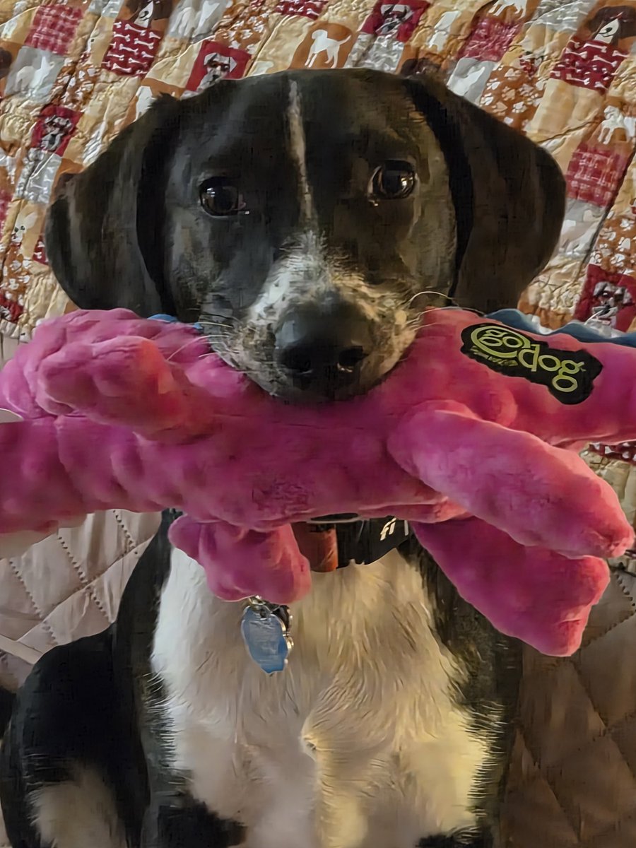 This picture made Mommy smile... this made Mommy so happy. because we've worked so hard on my commands..  I'm a good puppy