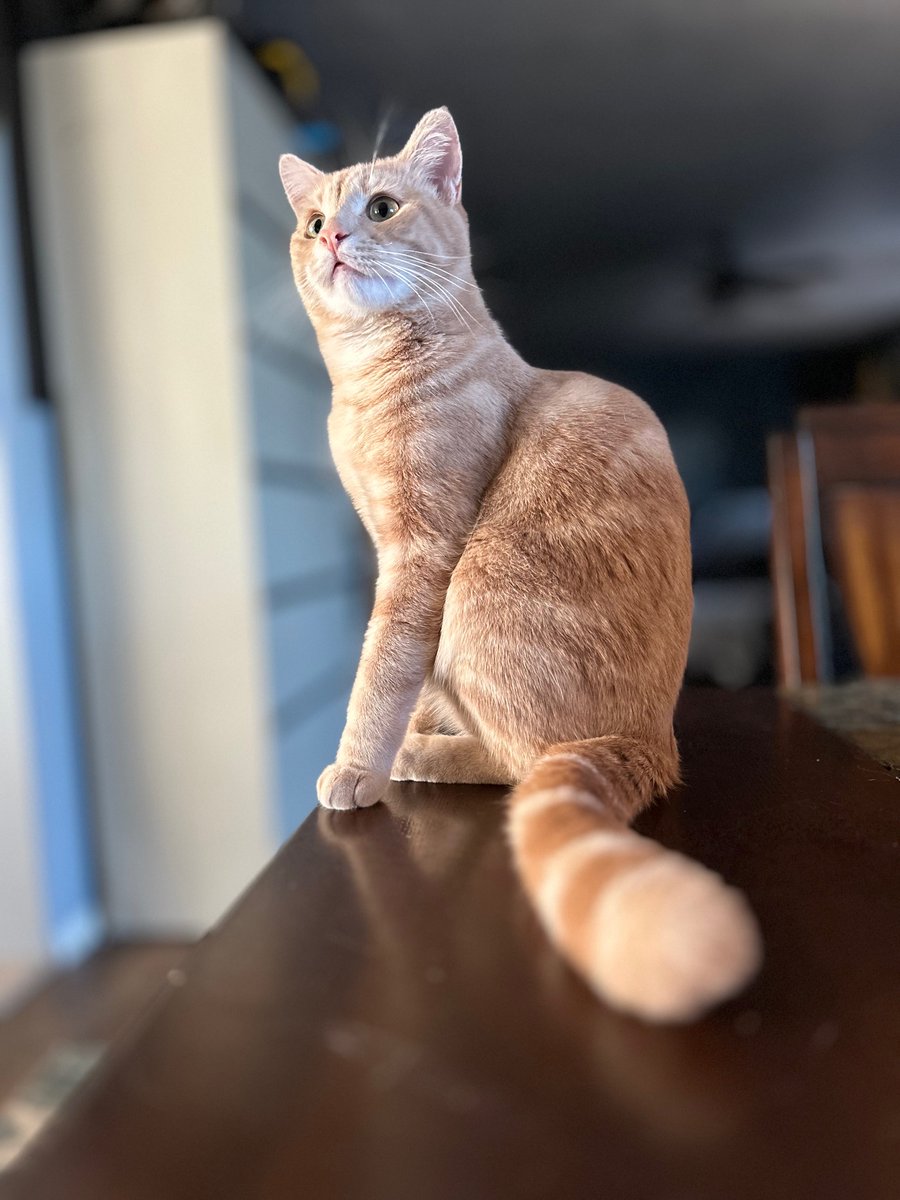 Ginger Cat Appreciation Day is upon us. Let's celebrate!

#cats #gingercats #celebrate 

angiequantrell.com/2025/09/01/gin… via <a href="/angiequantrell/">Angie Quantrell</a>