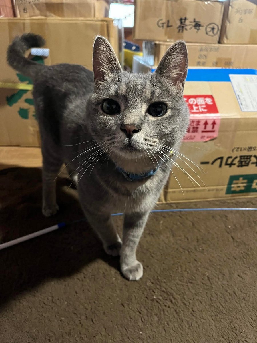 ねこ葉っぱ 台湾茶葉専門店 靑竈 chinzao on X: 