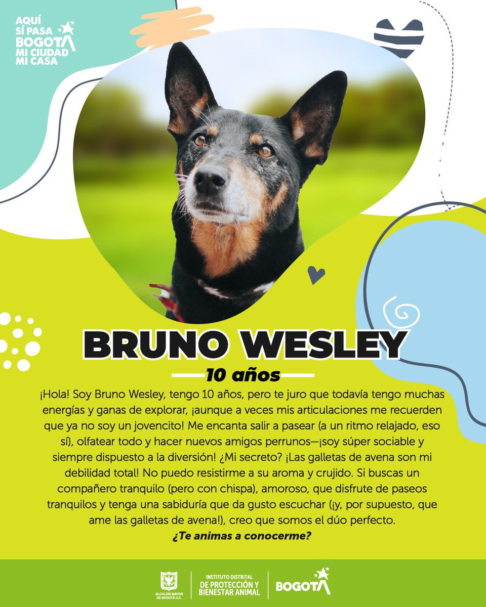 ¡Adoptar es amar sin condiciones y este sábado en <a href="/theatronbogota/">TheatronBogotá</a> tú también puedes vivirlo!

Estos son algunos 🐶 y 😽 rescatados que buscan hogar y estarán en la gran jornada de adopción. ¡Te esperamos!

📆 6 DE SEPTIEMBRE
📍 Calle 58 Bis # 10-42
🕐 12 p.m. a 5 p.m.

…🧵