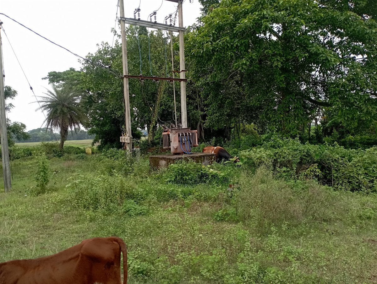 PramodK63073112's tweet photo. @akshya_patra Tata power ଭିତ୍ତିଭୂମି ସୁଦୃଢ଼ କରୁଛି ବୋଲି କହୁଛି।କିନ୍ତୁ ଏହି ପରି ସମସ୍ୟା ଚାରିଆଡ଼େ। ନିରୀହ ବୁଲା ଜୀବଜନ୍ତୁଙ୍କ ଜୀବନ ଯାଉଛି। ଏହି ଦୃଶ୍ୟ ଆମ ଏରିଆର।
#TPCentralOdisha https://t.co/TSh5MXDiwt