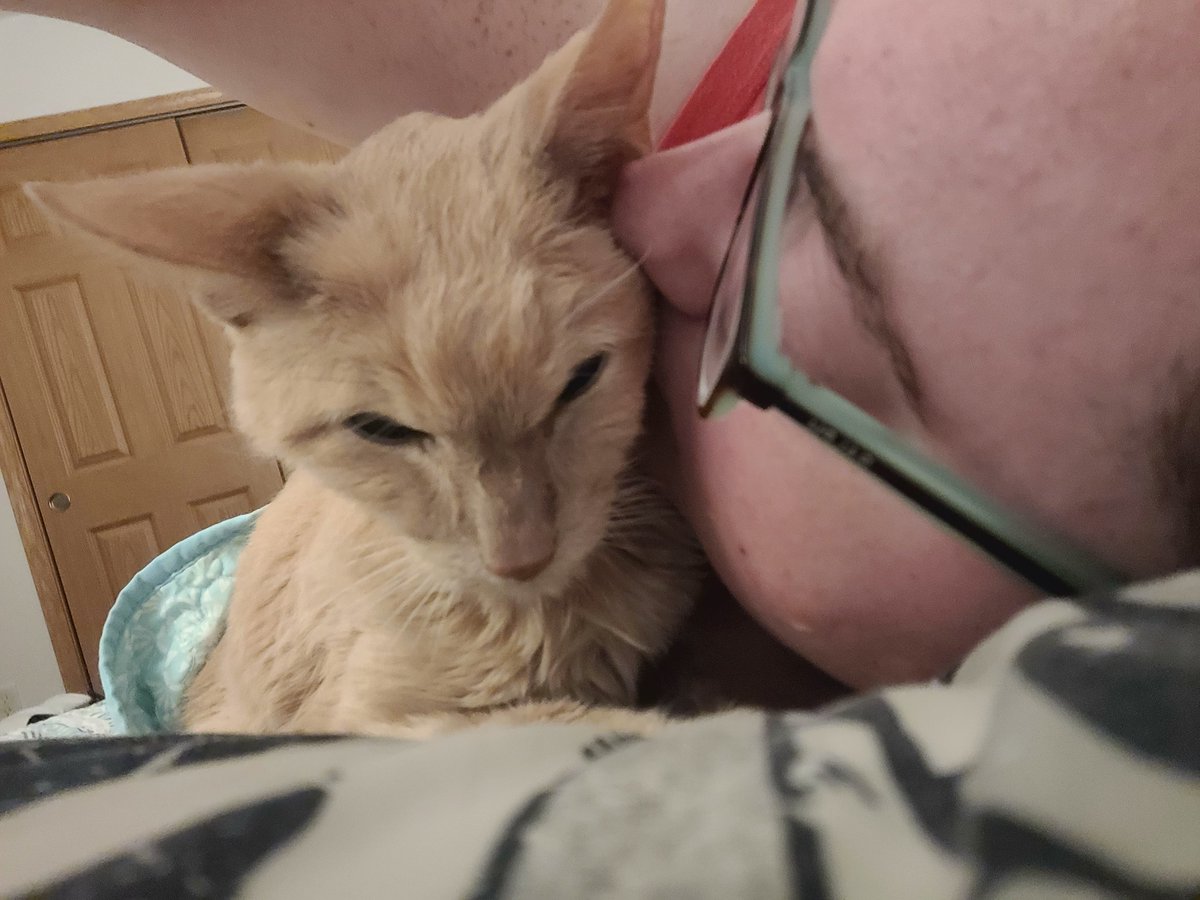 WifeofWhirl's tweet photo. TW: Pet death

Unfortunately, my cat Higgins was put down this morning, as his quality of life wasn't very good. He was my soul cat and it's really depressing that he's not here. 
We had him since 2015. 

He's not in pain anymore and is at peace. I hope I see him again one day. https://t.co/NyICdfa5Q0