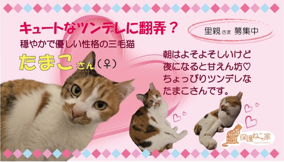⏰9月7日(日) 11:00～13:00⏰

✔︎たまこ（♀）5才3ヶ月

穏やかで人好きな性格✨

昼間は人目に隠れて寝ますが、夜になるとベタベタと甘えてきます💕

食べ物の好き嫌いはせず、よく食べるお利口さんです🎶🏠

詳細👇
hogonekonoie.jp/nie/#Tamako

#譲渡会 #拡散希望 #里親募集中 #猫 #保護猫