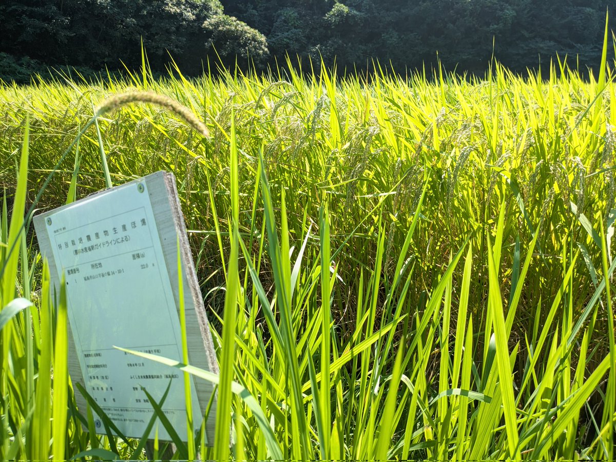 アツシDE肉WO喰う‼️
までまさにあと八十八夜！！

イベントのお供になる予定の特別栽培米コシヒカリ！

稲の出穂最高の状態です！

除草剤は使わず稗取りオーバーラン！！