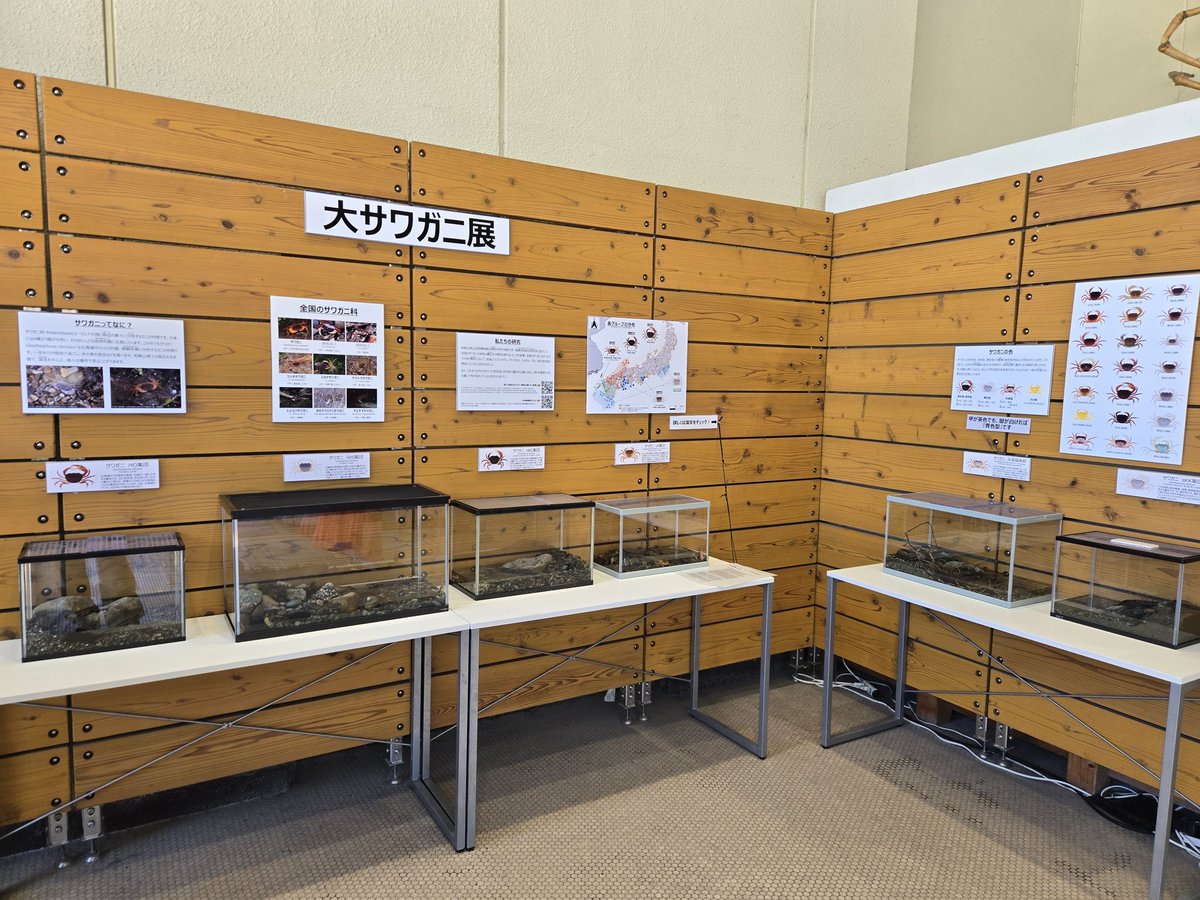 本日から玄関ホールにて、サワガニの展示をはじめました！最新の研究に基づく、日本列島のサワガニ全集団が大集合！珍しい色のサワガニも展示していますので、ぜひご覧ください！(高田)
