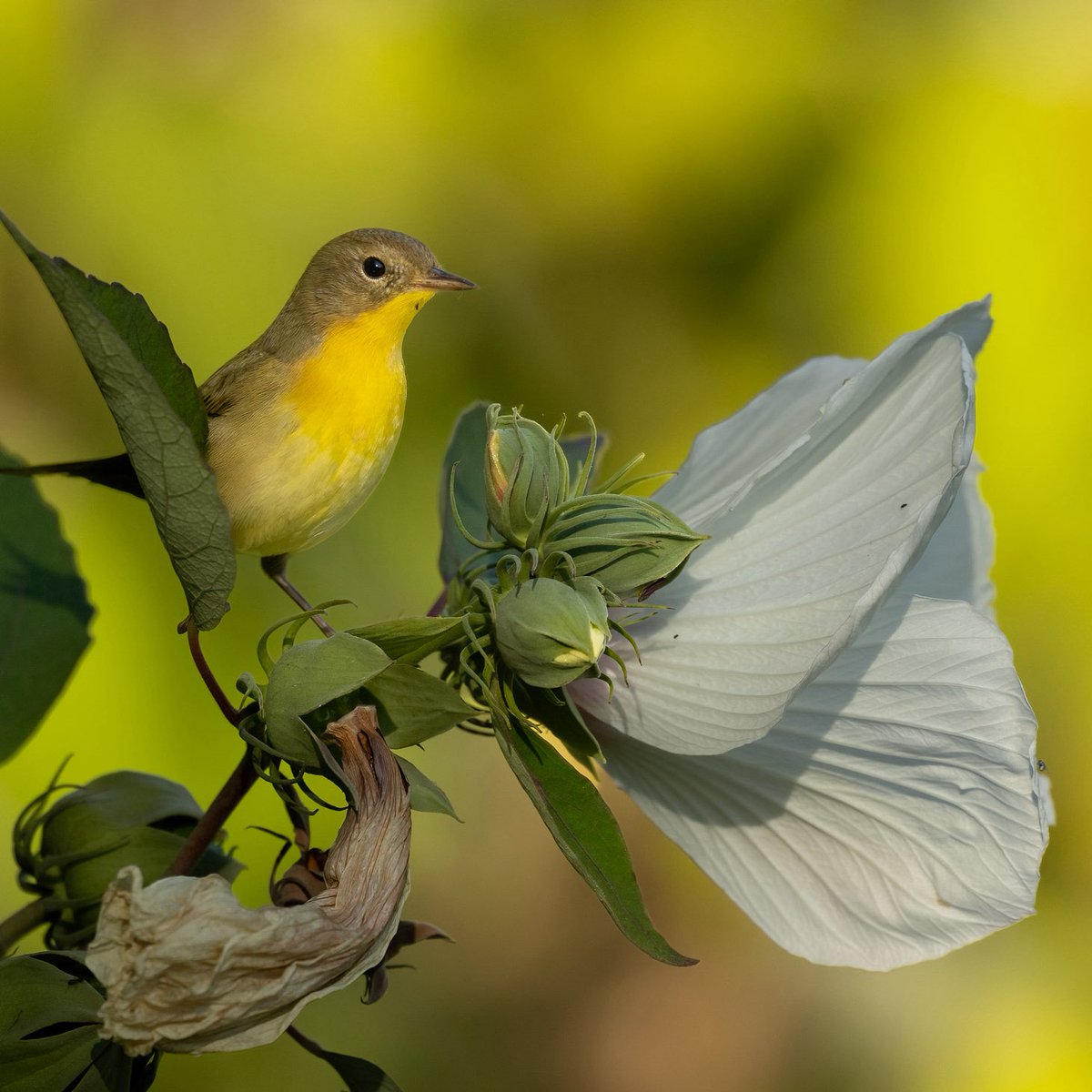 Common Yellowthroat at Turtle Pond in Central Park #birdcpp #nature #NaturePhotography #Wildlife #wildlifephotography #TwitterNatureCommunity #birdphotograhy #TwitterNatureCommunity