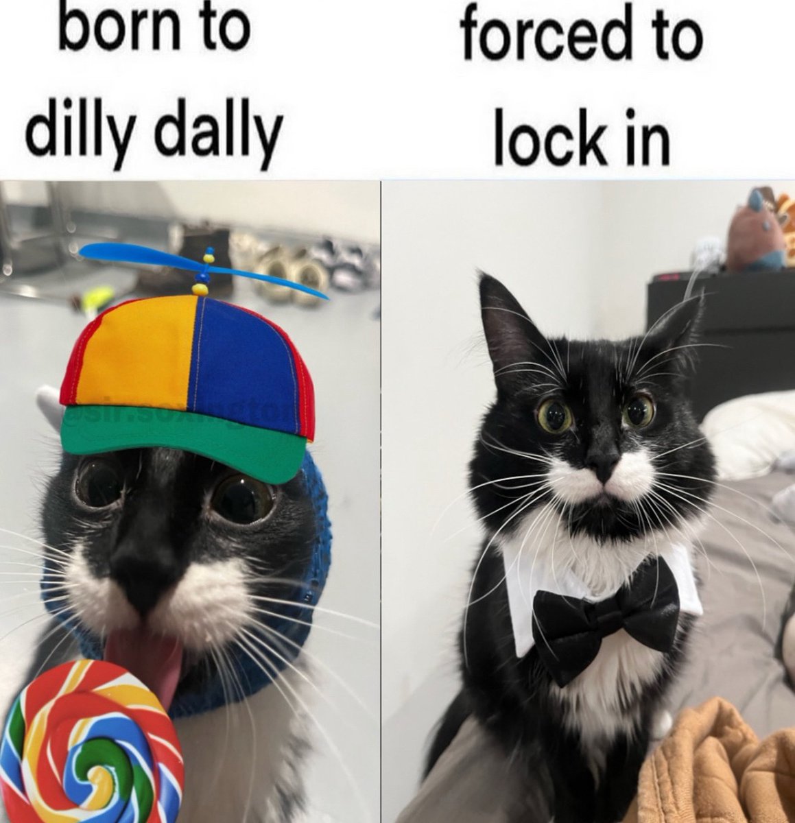 raccoon aesthetic. (@raccoonesthetic) on Twitter photo 