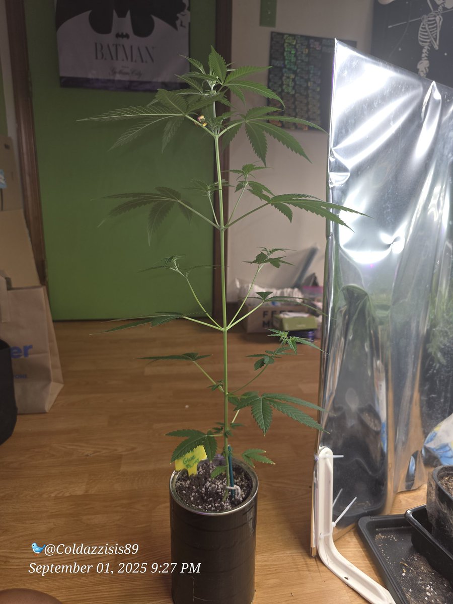 👑 Isis ♊️ Autoflower Whore 🗣☮️ 👋🏾✌🏾💚😉 tweet media