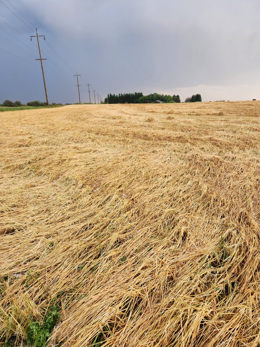 So close to the bin but not close enough. #hail #harvest25