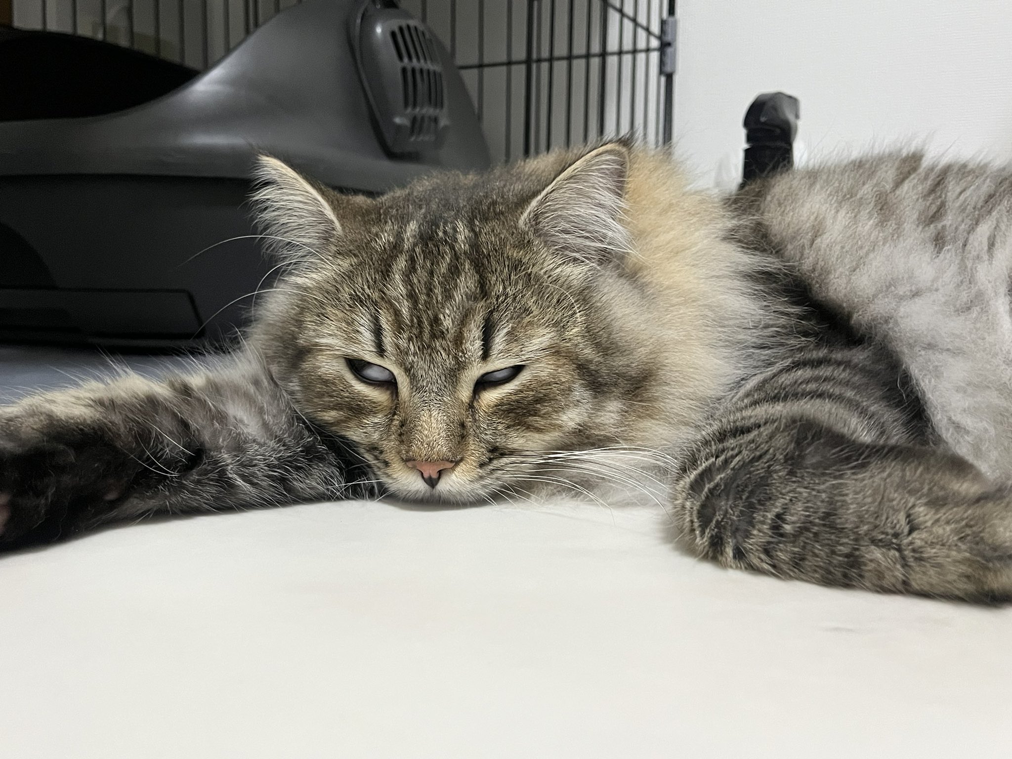 ロイくんページ ロイくん🩶サイベリアン (@siberian_roy) / X