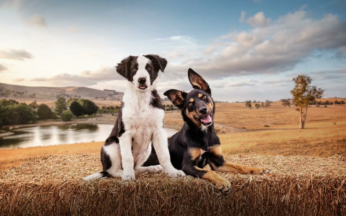 TVBlackbox_News's tweet image. Muster Dogs returns: Season 4 and Where Are They Now S2 announced

Read More -&amp;gt; tvblackbox.com.au/page/2025/09/0…

#ABC #LisaMillar #MusterDogs 
tvblackbox.com.au/page/2025/09/0…