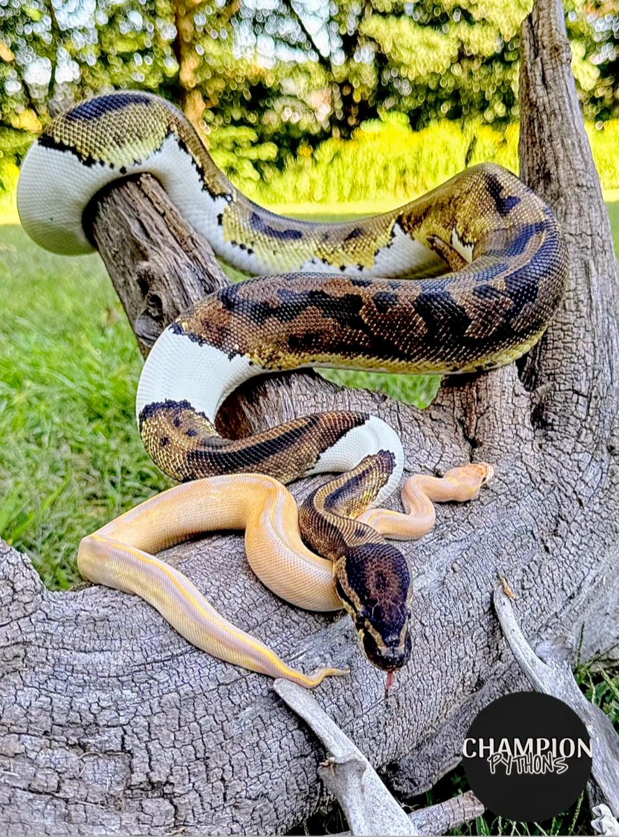 champpythons's tweet image. championpythons.com