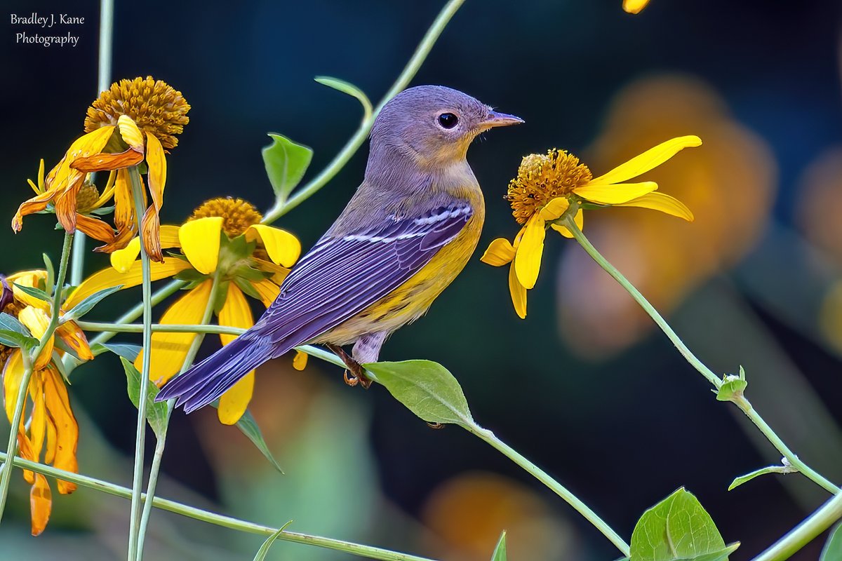 A few warblers, seen in Central Park today, giving fashion advice...yellow is in this fall! L to R, Blue-winged Warbler, Nashville Warbler &amp; Magnolia Warbler. #birdcpp #NaturePhotography #BirdsOfTwitter #CentralPark #wildlife #centralparkbirds #fallmigration #birds