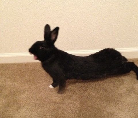 Bunnies (@bunnies) on Twitter photo 