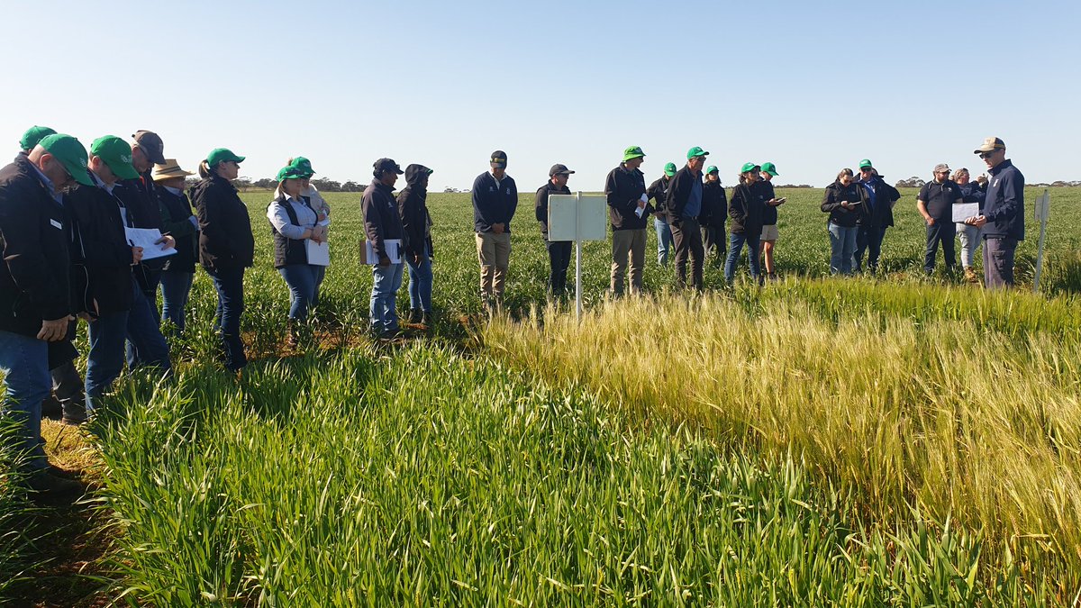 At the Minnipa Ag Centre in their 110th year (!) with the GRDC Southern Panel hearing about their research and meeting their awesome team. Valuable research for the low rainfall zone and the EP. <a href="/SA_PIRSA/">PIRSA</a> <a href="/SADiscoveryFarm/">SA Discovery Farms</a>