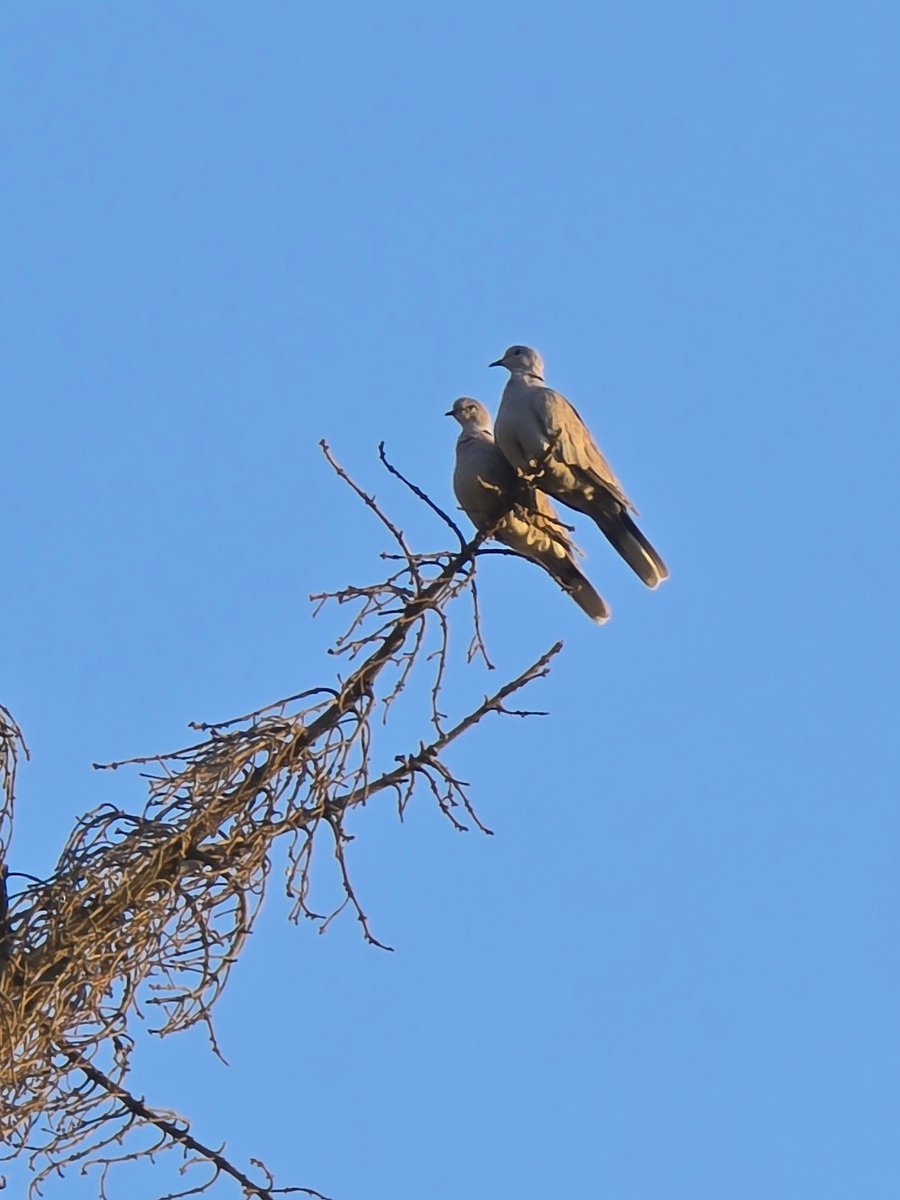 They cuddled together for almost an hour while the sun set behind them :)