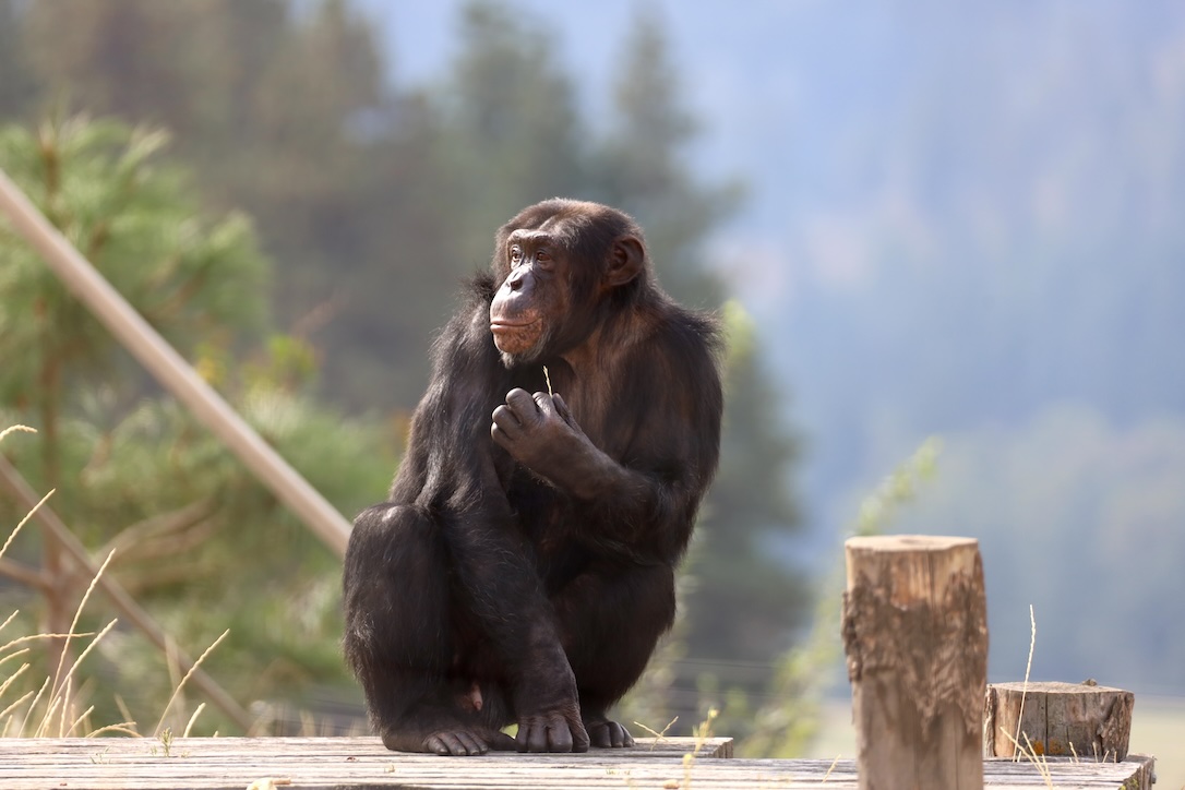 Chimpanzee Sanctuary Northwest tweet media