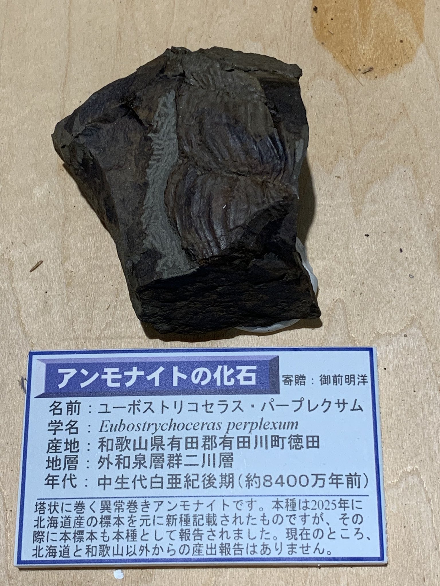 アンモナイト 化石 40センチ母岩付き　ユーボストリコセラス　ムラモトイ アンモナイト 化石 40センチ母岩付き ユーボストリコセラス ムラモトイ