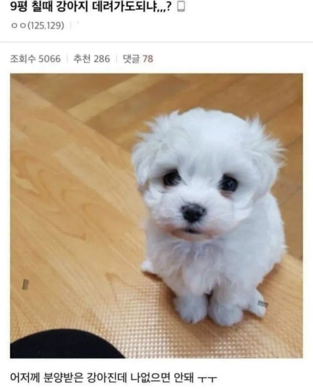 9평 강아지 이제 진짜 필요함