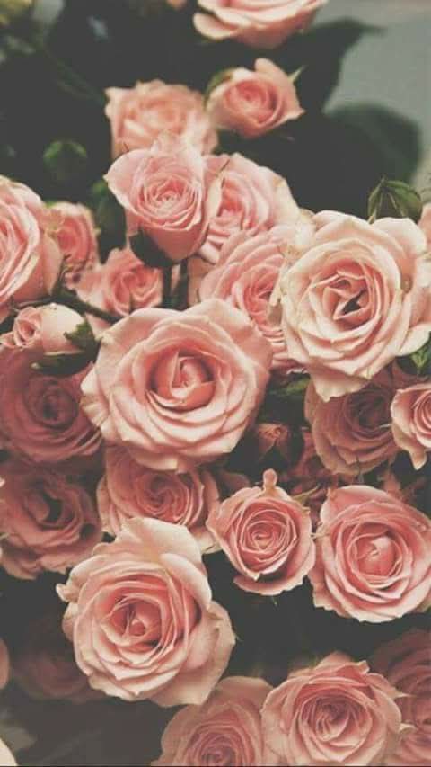 ALL_ABOUT_ME4's tweet photo. 🌹🌹 https://t.co/LTOWTExdcq