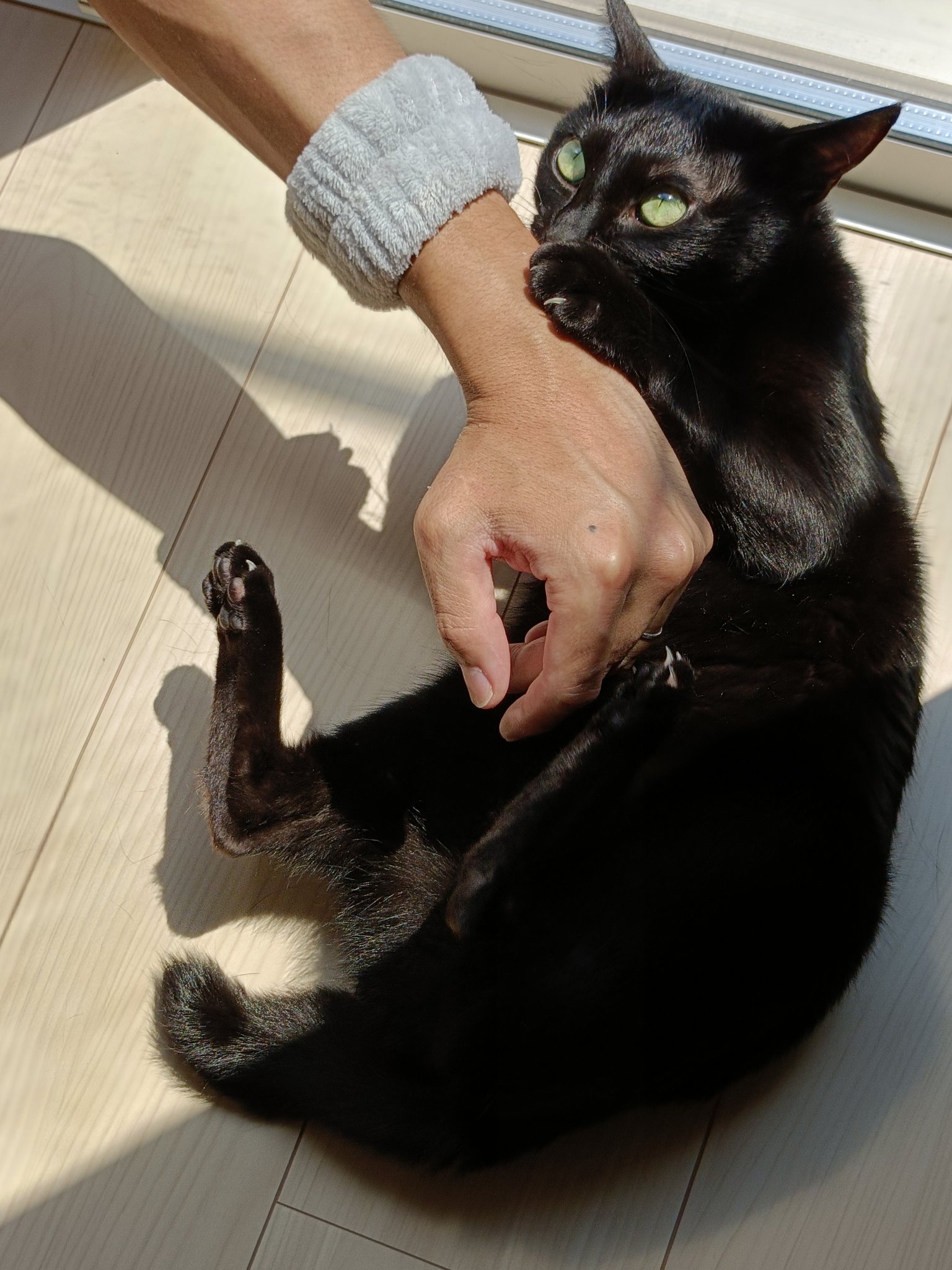 黒猫 ぽてと on X: 