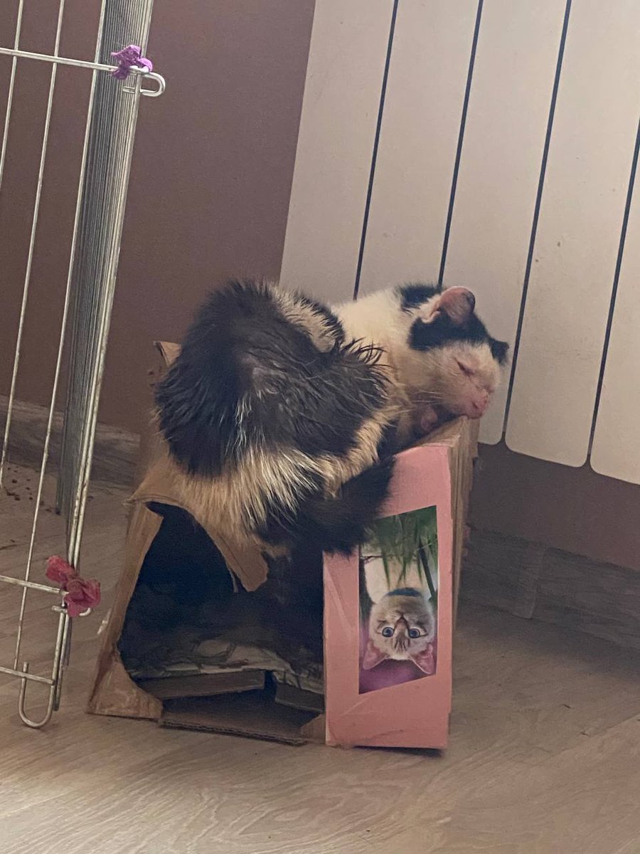 UPDATES ON BELOVED PLUTO 😭
I have moved with Pluto through many difficult times 😭 but this is one of the hardest times,we have only received $21 From our friend, Pluto hasn't ate 😭,his ulcers are weakening him day by day, he lacks a good place where he can rest,we need