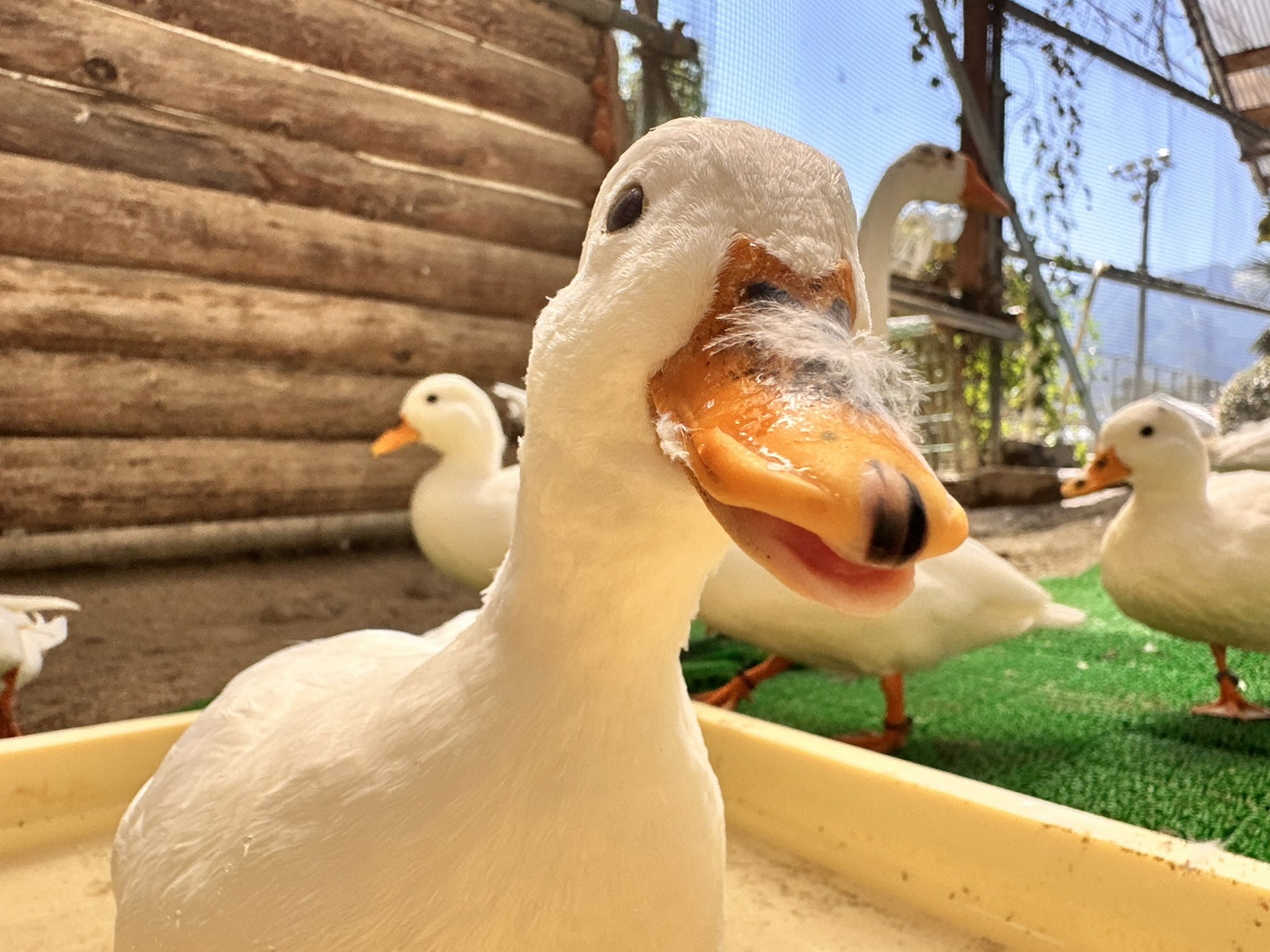 須坂市動物園【公式】 on X: 