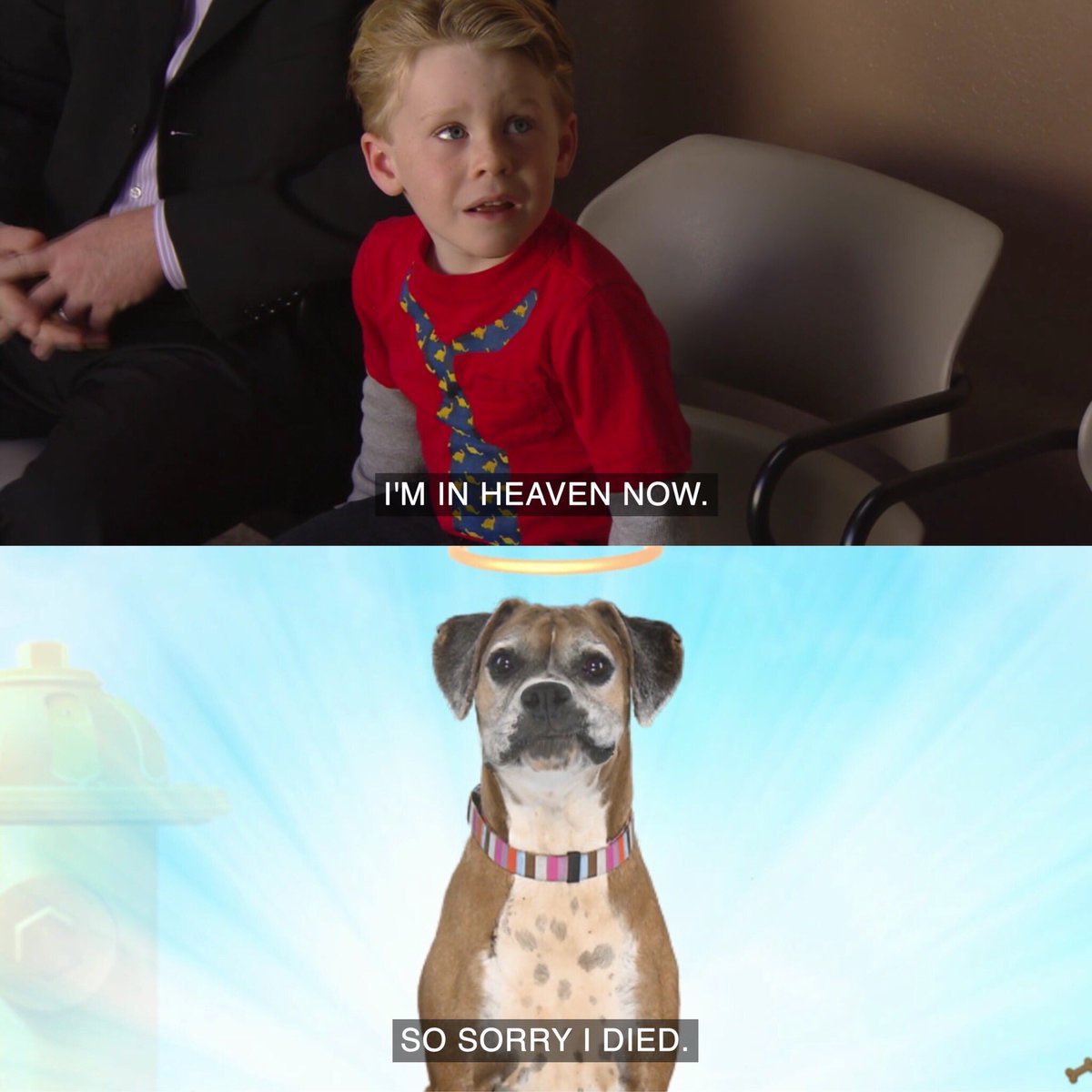 Pugmane🐾 🐛 🥫 (@pugmane) on Twitter photo 