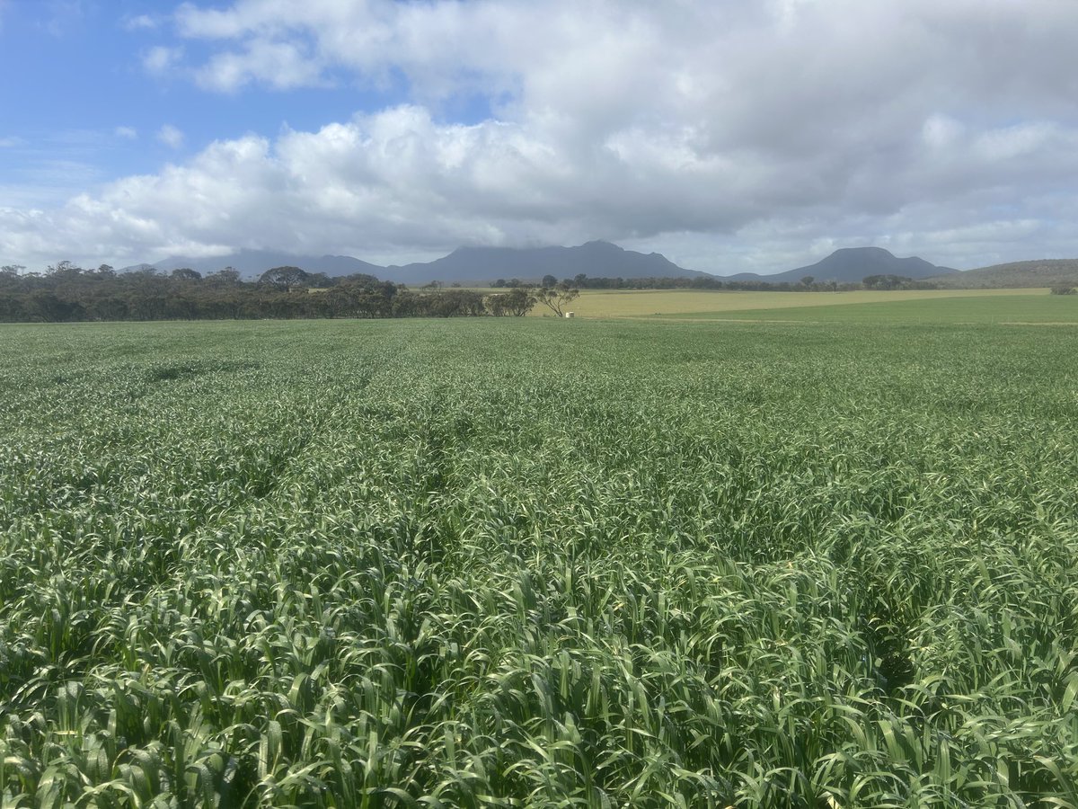 First time growing oats. I think the three little bears will be happy with it. #goldie