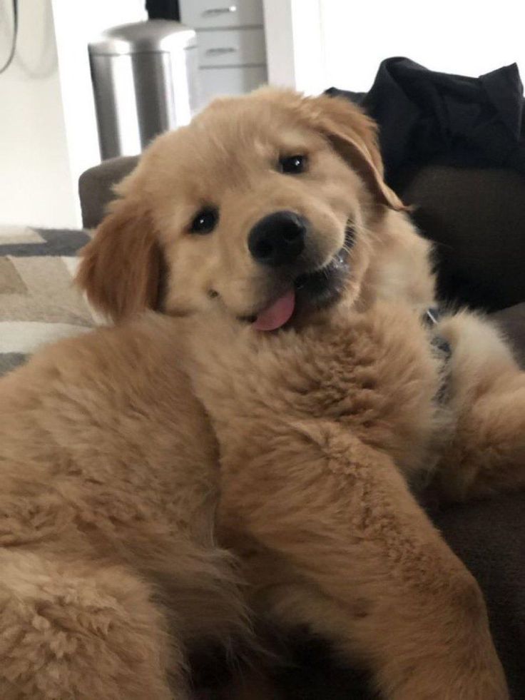 arieseIIa's tweet image. I'm just a puppy.