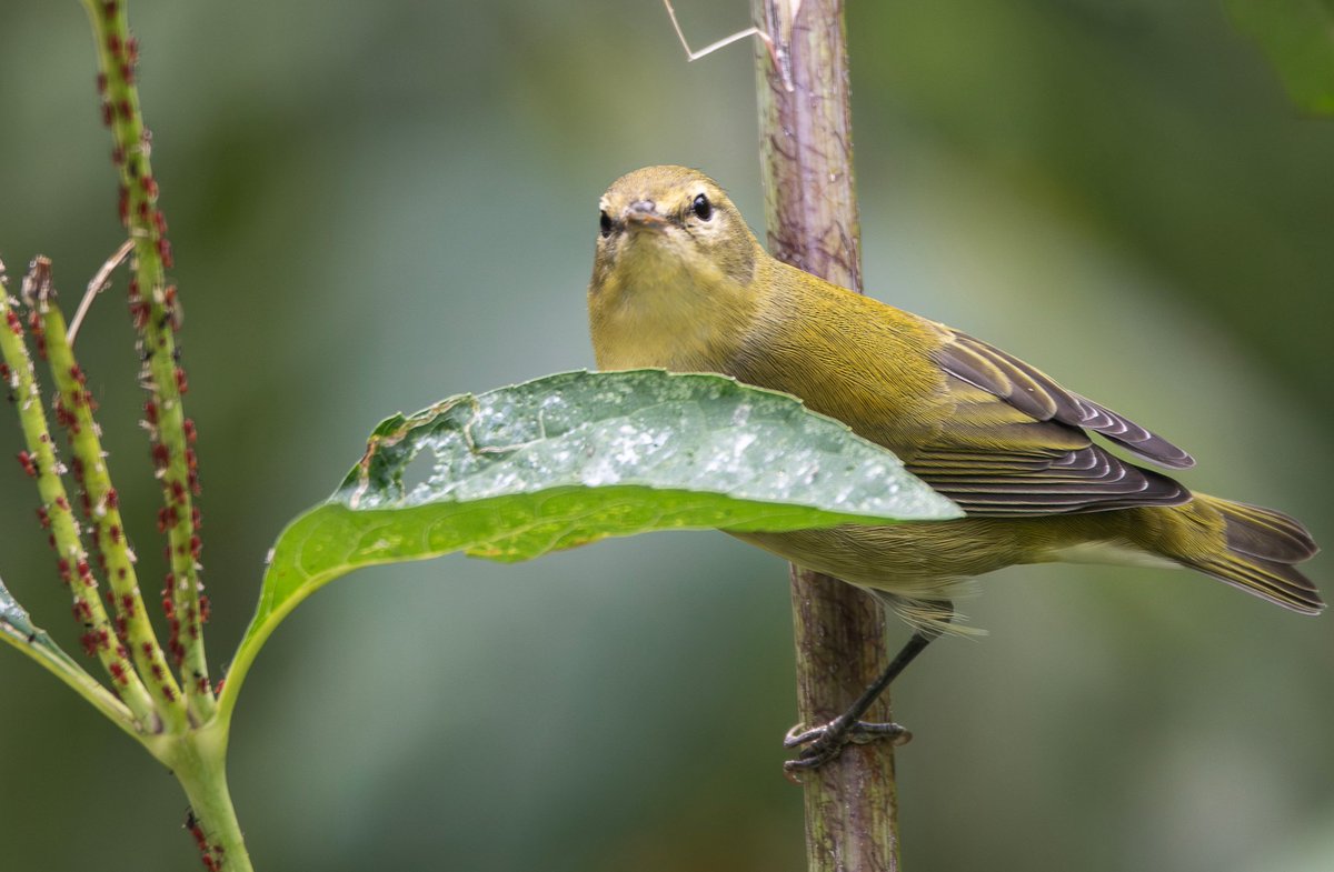 Tennessee Warbler this afternoon at the Oven, very busy foraging on little insects
#birdcpp