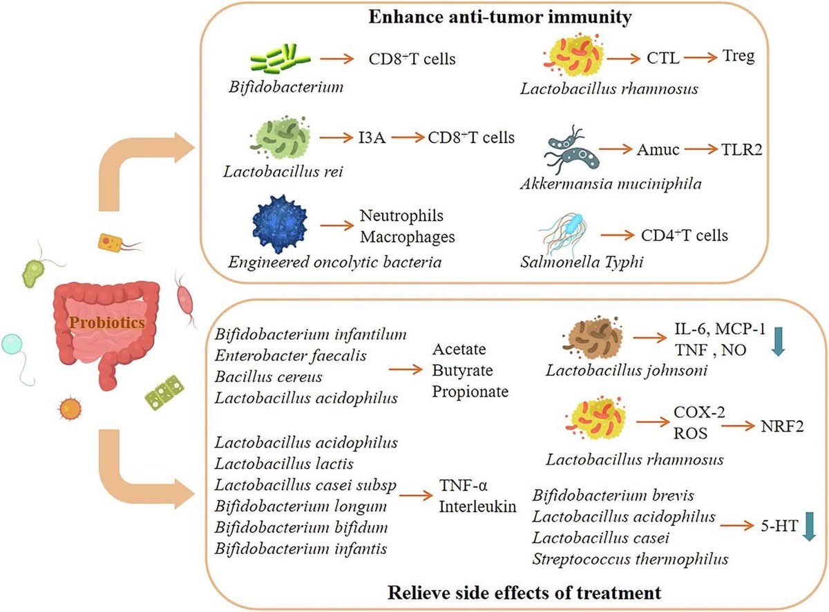 🤯 La #microbiota intestinal, uno de los ejes terapéuticos contra el #cáncer:

 👉nature.com/articles/s4152…