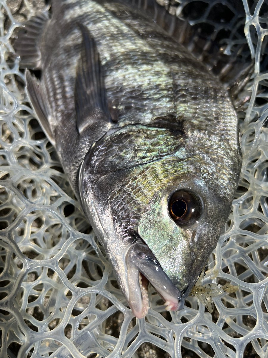 acqua_HiRO's tweet image. 子供の夏休みだったり病気になったりで中々行けなかったチニング！今更ですがBブリーマー入魂🔥
最初は硬くてうーん、って思ってたけど慣れるとめちゃ飛距離出せていい感じ！

5キャッチ2バラシ全部クレフラ！
体は溶けそう🫠

#tailwalk
#BBREAMER_SSD