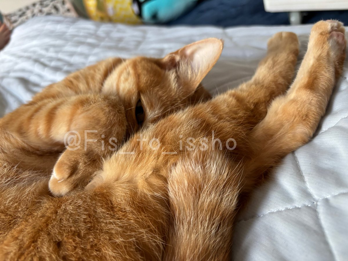 見てる

#猫 #cat #猫好きさんと繋がりたい  #ねこかわいいね #猫のいる暮らし