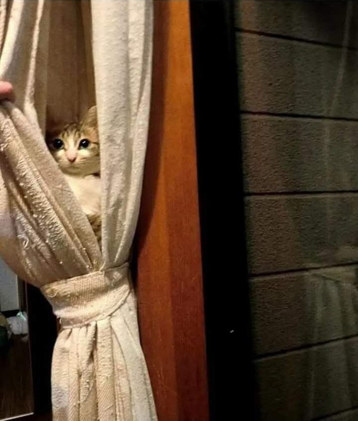 Yoko must be shy to attend the event 🫳 introvert gang including PGigi 🤏

#YokoApasra