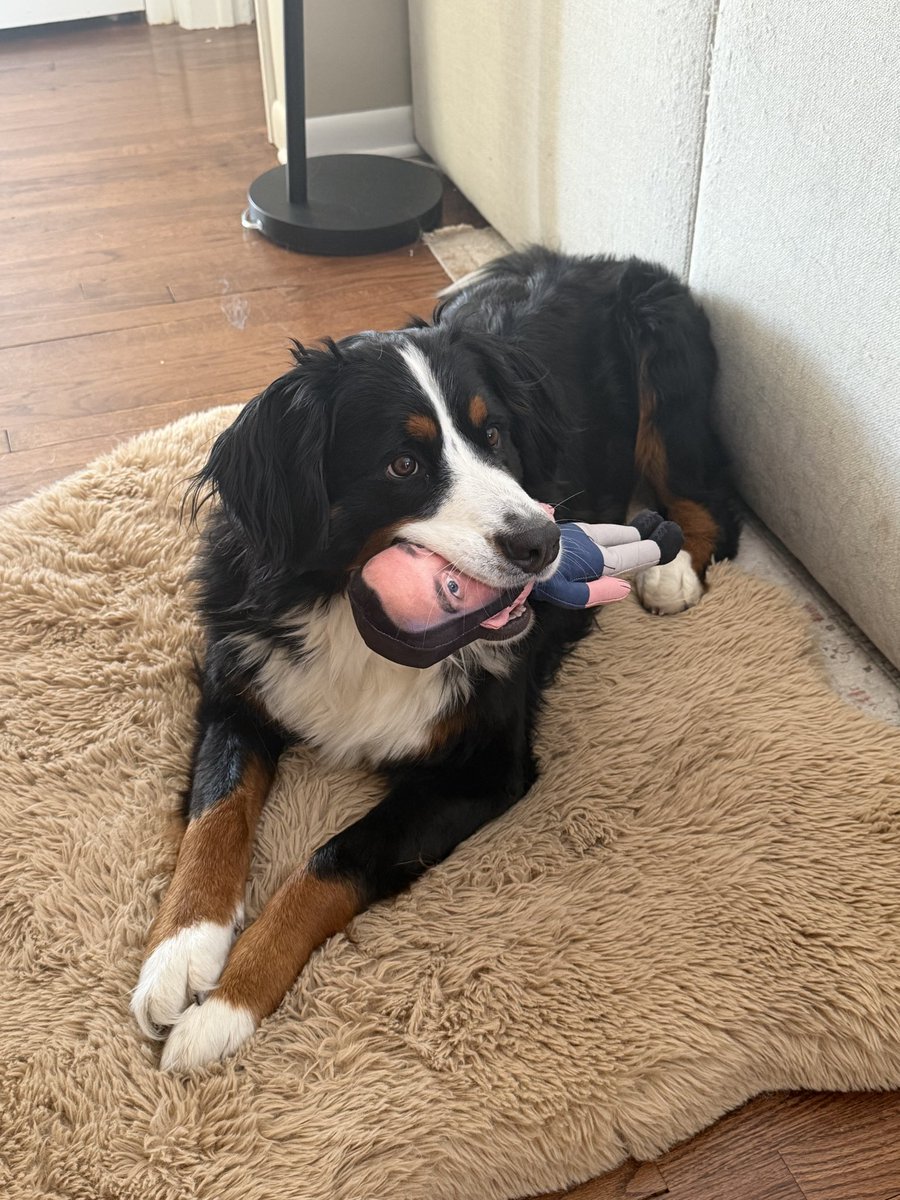 tylerfoster_slc's tweet photo. Satch’s favorite new toy! 

@PFTCommenter https://t.co/PcvtEgw3Um
