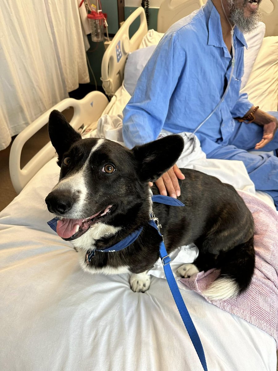 PALS: Pet Therapy Calgary 🐾 tweet media