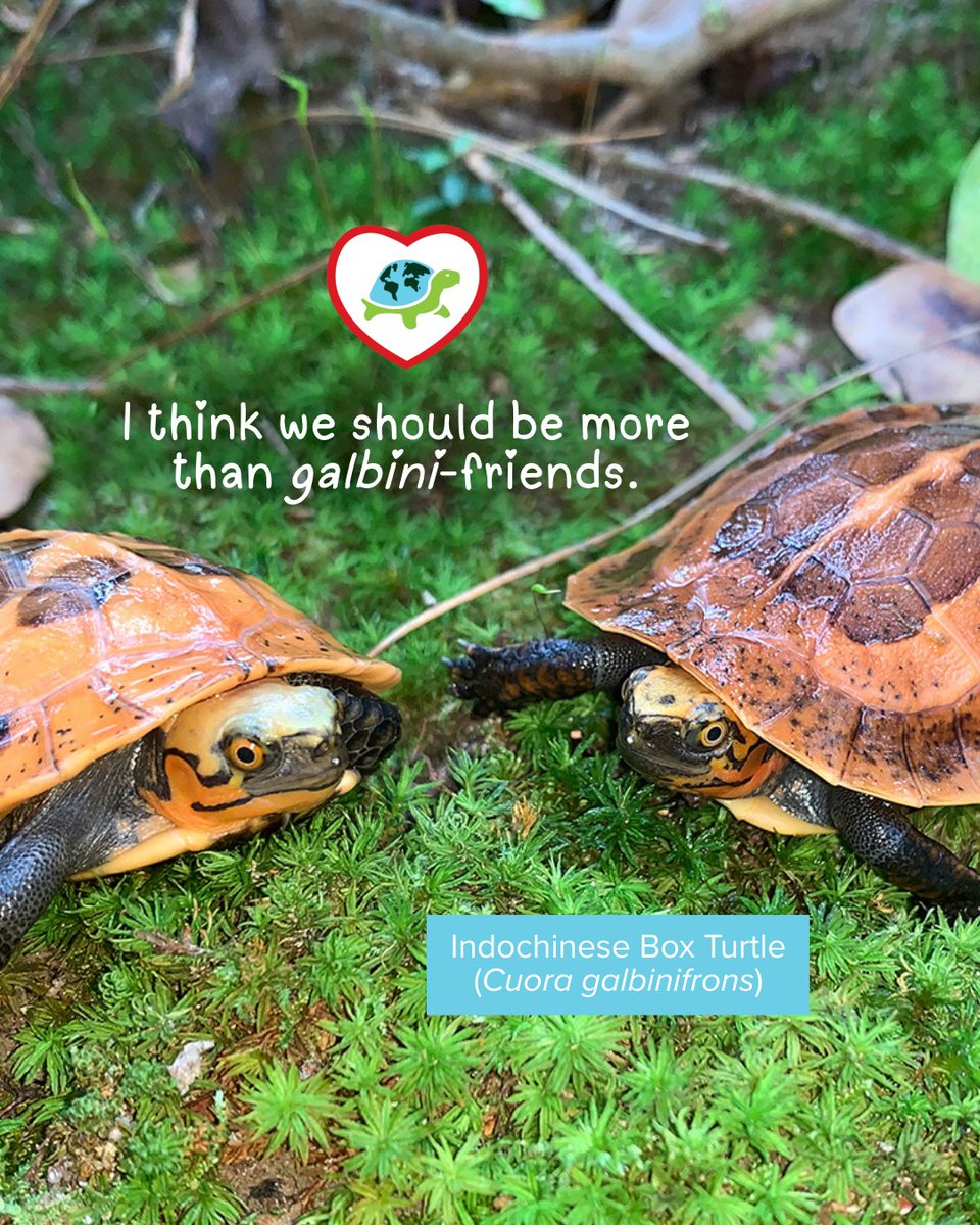 Turtle Survival Alliance tweet media