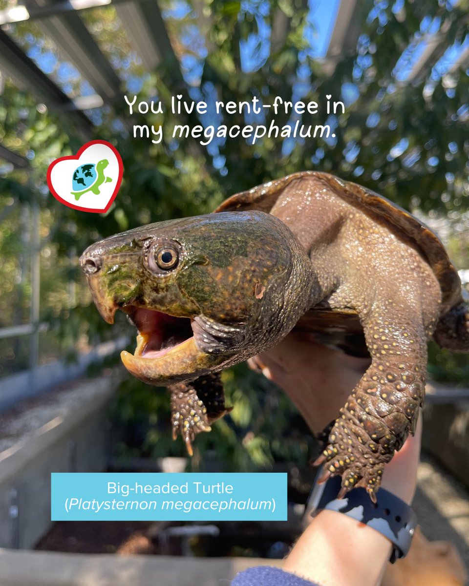 Turtle Survival Alliance tweet media