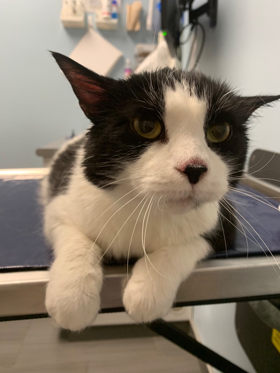 denpafish's tweet photo. semi good news but not ! he seems to have developed a mystery allergy so he has to go on a hypoallergenic diet and im giving him ear cleans and drops then back to vet in ten days.. then again in eight weeks for allergy testing https://t.co/E0JvlDktob