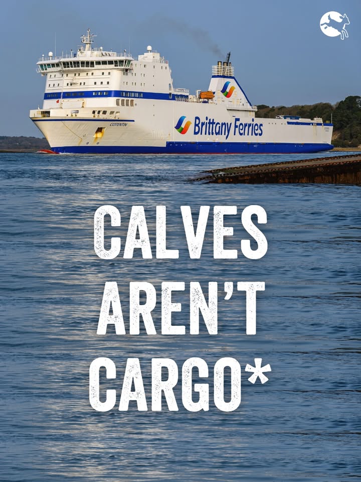 Calves aren’t cargo*

*Yet <a href="/BrittanyFerries/">Brittany Ferries</a> transports thousands every year for over 18 hours from Ireland to France.

For young unweaned calves, going this long without feed is in breach of EU animal welfare law.

Tag them in the comments and tell them to end live exports!