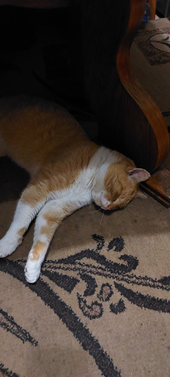 Kibic🦊
#MilanoCortina2026